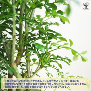 シマトネリコ 観葉植物 4号/1個売り タイワ...の詳細画像4