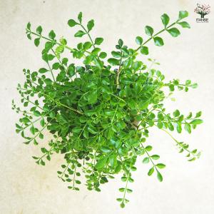 シマトネリコ 観葉植物 4号/1個売り タイワ...の詳細画像5