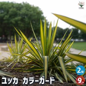 ロドレイア 竹下性 （矮性ロドレイア ピンク花） : 日本花卉