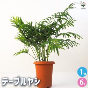 おしゃれ 観葉植物：ポリポジウム ファラックス*5号 吊り鉢 ポリ