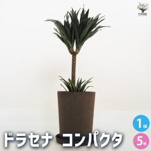 ドラセナ コンパクタ 観葉植物 5号鉢/1個売り...の商品画像