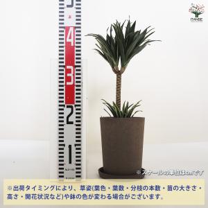 ドラセナ コンパクタ 観葉植物 5号鉢/1個売...の詳細画像1