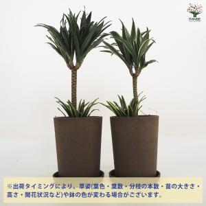 ドラセナ コンパクタ 観葉植物 5号鉢/1個売...の詳細画像2