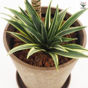 ドラセナ コンパクタ 観葉植物 5号鉢/1個売...の詳細画像4