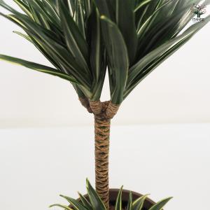 ドラセナ コンパクタ 観葉植物 5号鉢/1個売...の詳細画像5
