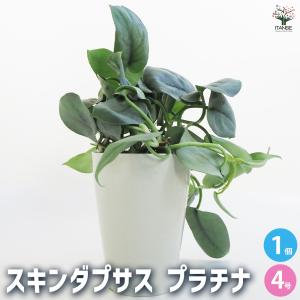 デヘンバキア】ディフェンバキア・スパークレス Dieffenbachia