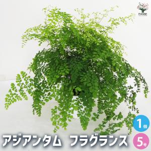 アルピニア バリエガータ（黄斑月桃 キフゲットウ） Alpinia zerumbet