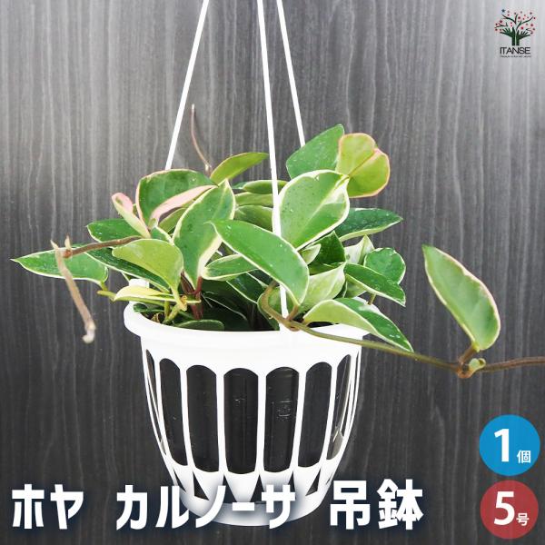 ホヤ カルノーサ 吊鉢 観葉植物 5号/1個売り サクララン ワックスプラント ワックスフラワー ガ...