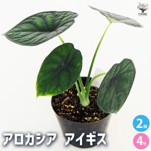フィロデンドロン マーブルピンクプリンセス 観葉植物 4号/1個売り