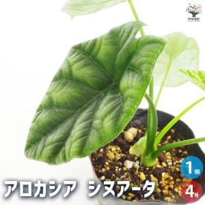 ワトソニアライトニング 即完売 アロカシア 観葉植物 : パリジェンヌ