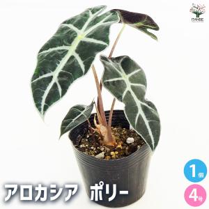 吉本花城園 【セール品】超お得セット！アロカシア 5品種 おまかせ