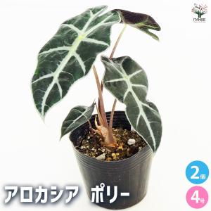 観葉植物 アロカシア アマゾニカ ポリー 観葉植物 4号/お買い得2個セット リビング オフィス 事務所 インテリア 大型 おしゃれ 初心者 育てやすい