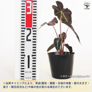 観葉植物 アロカシア アマゾニカ ポリー 観葉...の詳細画像1