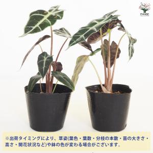 観葉植物 アロカシア アマゾニカ ポリー 観葉...の詳細画像2