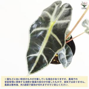 観葉植物 アロカシア アマゾニカ ポリー 観葉...の詳細画像3