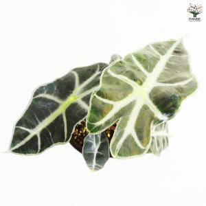 観葉植物 アロカシア アマゾニカ ポリー 観葉...の詳細画像4