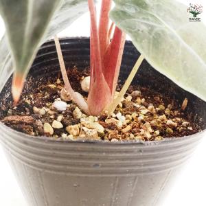 観葉植物 アロカシア アマゾニカ ポリー 観葉...の詳細画像5