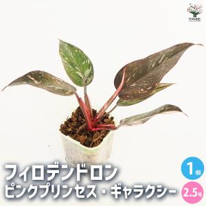 フィロデンドロン ピンクプリンセス ギャラクシー 【観葉植物 2.5号／1