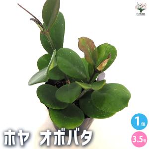 フィカス・ウンベラータ 8号 茶陶器鉢 ゆったりしたハート形の大きな