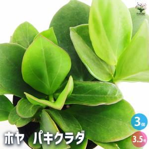 耐寒性ユッカ◇レクルビフォリア・バリエガータ◇庭用リゾート