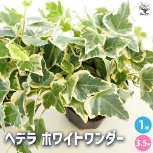 ヘデラ ホワイトワンダー 観葉植物 3.5号/1個売り カラーリーフ グランドカバー ハンキング 花の苗 観葉植物