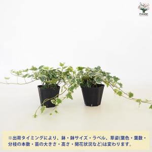 ヘデラ ホワイトワンダー 観葉植物 3.5号/...の詳細画像2