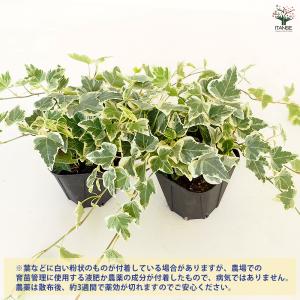 ヘデラ ホワイトワンダー 観葉植物 3.5号/...の詳細画像3