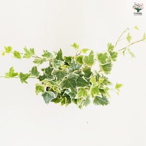 ヘデラ ホワイトワンダー 観葉植物 3.5号/...の詳細画像4