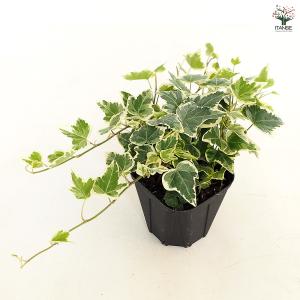 ヘデラ ホワイトワンダー 観葉植物 3.5号/...の詳細画像5