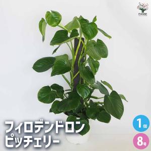 ITANSE ヤシ フェニックス・ロベレニー 観葉植物 6号鉢/1個売り 熱帯