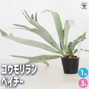 現品販売 観葉植物 プラティケリウム ネザーランド 4号 吊り鉢 H45cm