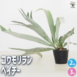 おしゃれ 観葉植物：リドレイ ドワーフ シルベリー スポア株