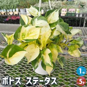 ⭐ポトス⭐リゾートポトス⭐サービスカット5本⭐発根済み ⭐ポトス⭐リゾートポトス⭐サービスカット5本⭐発根済み