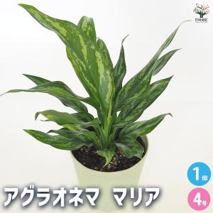 デヘンバキア】ディフェンバキア・スパークレス Dieffenbachia