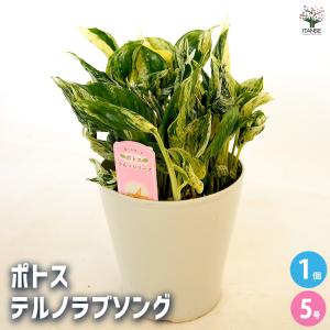 ポトス テルノラブソング 観葉植物 5号/1個売...の商品画像