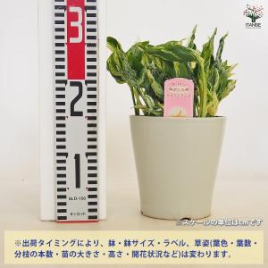 ポトス テルノラブソング 観葉植物 5号/1個...の詳細画像1