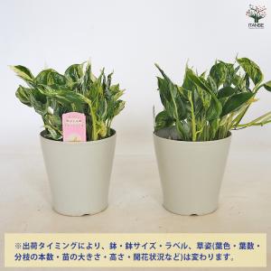 ポトス テルノラブソング 観葉植物 5号/1個...の詳細画像2