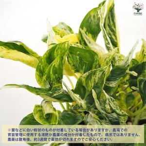 ポトス テルノラブソング 観葉植物 5号/1個...の詳細画像3