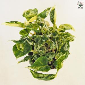 ポトス テルノラブソング 観葉植物 5号/1個...の詳細画像5