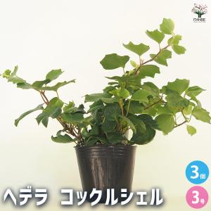 ヘデラ コックルシェル 観葉植物 3号/お買い得...の商品画像