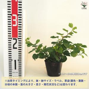 ヘデラ コックルシェル 観葉植物 3号/お買い...の詳細画像1