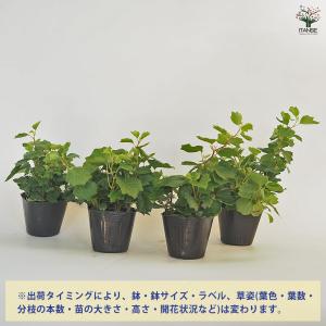ヘデラ コックルシェル 観葉植物 3号/お買い...の詳細画像2