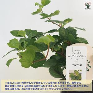 ヘデラ コックルシェル 観葉植物 3号/お買い...の詳細画像3