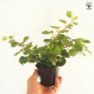ヘデラ コックルシェル 観葉植物 3号/お買い...の詳細画像5