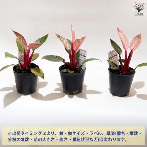 フィロデンドロン ピンクバーキン 観葉植物 3...の詳細画像2