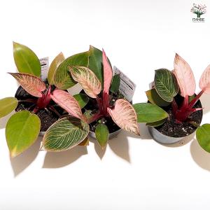 フィロデンドロン ピンクバーキン 観葉植物 3...の詳細画像5