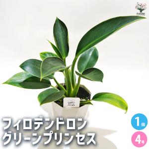 おしゃれ 観葉植物：ドラセナ コンシンネ トリカラー 鉢植え*受皿付