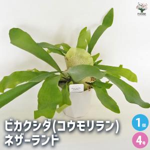ビカクシダ(コウモリラン) ネザーランド 観葉植物 4号/1個売り シダ植物 インテリアグリーン お祝い 新生活 星状毛