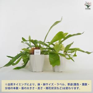 ビカクシダ(コウモリラン) ネザーランド 観葉...の詳細画像2