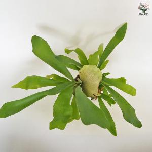 ビカクシダ(コウモリラン) ネザーランド 観葉...の詳細画像5